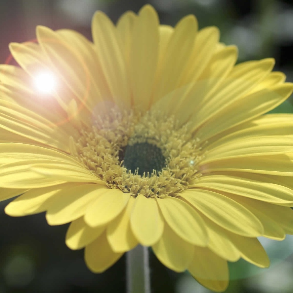 Meet your Posher, Yolanda